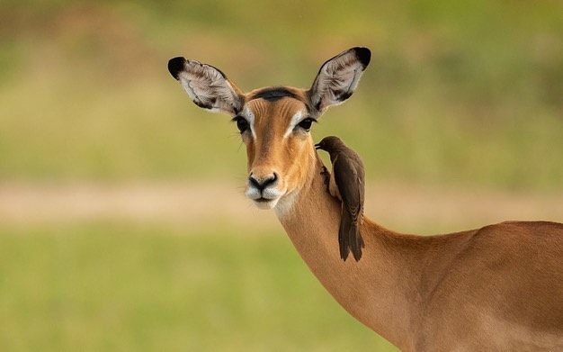 Tanzania History Image